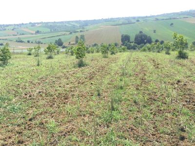 Sakarya Söğütlüde Satılık Ceviz Bahçesi Tarla (Kopya)
